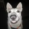 lawrencewolfe8 - @lawrencewolfe8 - TikTok