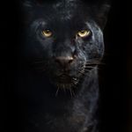 Lawrence Wright - @aukeeyraheem - Instagram