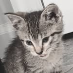 Lawson Carr - @buggyalc523 - Instagram