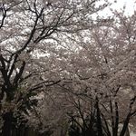 Lawson Chen - @lawson.chen.77 - Instagram