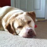 Lawson  Schultz - @lawzdog - Instagram