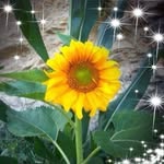 Layla Abdallah - @layla.abdallah.589 - Instagram