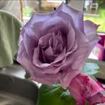 Layla Abdullah - Facebook