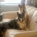 Layla And Archer - @laylasbosslife - Instagram
