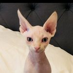 Layla, Archer plus Mali! - @thevaticats - Instagram