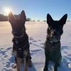 Layla&Barrett - @bl_germanshepherds - TikTok