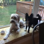 Layla&Barry - @laylaandbarrythedogs - Instagram
