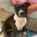 Layla aka slayla aka bean - 11 m/o pitt/boxer🐾🐶 - @layla_aka_bean - Instagram
