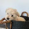 layla bean - @laylathemaltipoo - TikTok