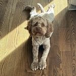layla bean - @laylabeandior - Instagram