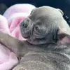 Layla bean - @layla..the.frenchie - TikTok
