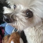 Layla Bean - Facebook