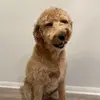 Layla Bean - @kateandlaylabean - TikTok