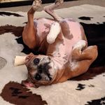 Layla Bean Wigglebutts - @layla_bean_wigglebutts - Instagram