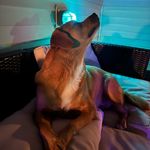 Layla - @laylabean2020 - Instagram