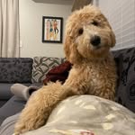 Layla - @layla_bear_dood - Instagram