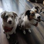 Layla & Bentley - @layla_bentley_aussies - Instagram