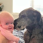 Layla & Bentley - @littlepersonbigdog - Instagram