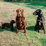 Layla, Bentley & Harley - @mylittlelabradors - Instagram