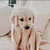 Layla🥱 - @layla_benton - TikTok