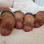Layla Bingham - @toy_poodle_layla - Instagram