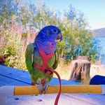 Layla the Blue-headed Pionus - @laylabird88 - Instagram