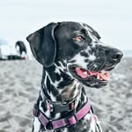 Layla, Boone & Roxy - @jackandthedals - Instagram