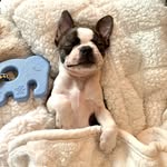 Layla Brewer - @laylasedonatheboston - Instagram