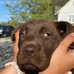 Layla Brewer - @laylabrewer_mountainbrook - Instagram