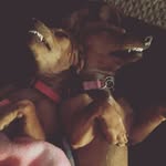Layla & Bruce - @lovelywieners - Instagram