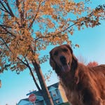 Layla Bruce - @goldenlayla4 - Instagram