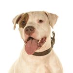 Layla-The-Dogo - @laylabuckler - Instagram