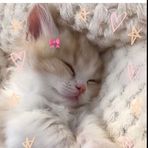 Layla Bedford - Facebook