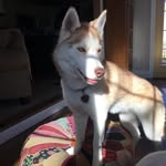 layla calhoun - @layla.thehusky - Instagram