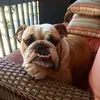 OtisLaylaCannon&Rocky - @englishbulldogmurphys - TikTok