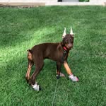 Layla +charles Forever - @layla_loco_strawberry - Instagram