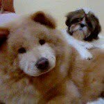 Layla&Cherry - @filhas_de4patas_daaline - Instagram