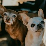 Layla + Cohen + Chloe - @expeditionmutts - Instagram