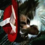 Layla colon - @layalbabycat - Instagram