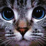 Layla Conner - @layla_cat123 - Instagram