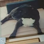 layla dennis - @layladennis71 - Instagram