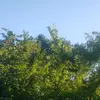 Layla Diaz 650 - @layladiazzz22 - TikTok