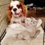 ꧁ⓁⒶⓎⓁⒶ & ⒹⓊⓀⒺ꧂ - @layla_and_duke - Instagram