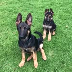 Layla & Duke GSD - @layla_duke - Instagram