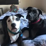 layla, duke, and riley🐾 - @layla.duke.and.riley - Instagram