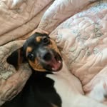 Layla Duke III Fox Paulistinha - @babylayla.21 - Instagram