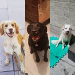 Layla, Duke y Maya - @layla_duke_y_maya - Instagram