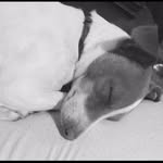 Lyla + Duke - @thelylabean - Instagram
