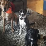 Mason Smit (my dogs) - @layla_duke_gunner - Instagram