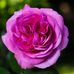 Layla Farhat - Facebook